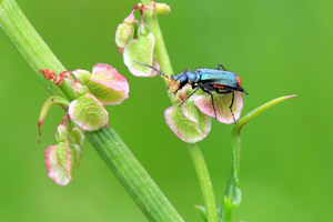 Cordylepherus viridis © Marc Corail - Parc national des Ecrins
