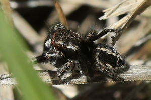 Pellenes tripunctatus © Marc Corail - Parc national des Ecrins