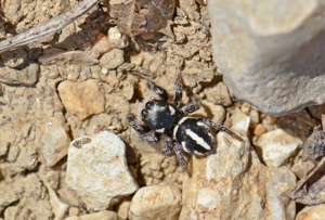 Pellenes nigrociliatus © Jean Raillot - GRENHA