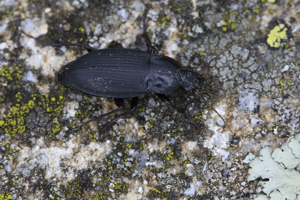 Calathus fuscipes fuscipes © Marc Corail - Parc national des Ecrins