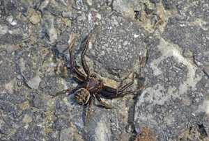 Xysticus ferrugineus - mâle © Jean Raillot - GRENHA