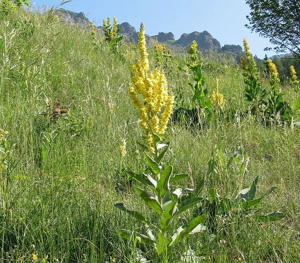 Molène bouillon-blanc, Herbe de saint Fiacre © Jean-Pierre Nicollet - Parc national des Ecrins