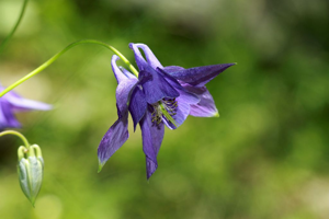 Ancolie vulgaire, Clochette © Cédric Dentant - Parc national des Ecrins