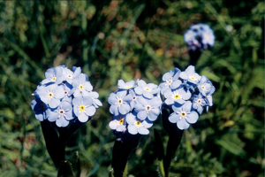 Myosotis des champs © Bernard Nicollet - Parc national des Ecrins