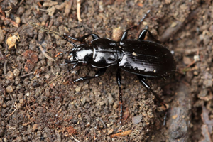 Pterostichus selmanni prevostii © Marc Corail - Parc national des Ecrins