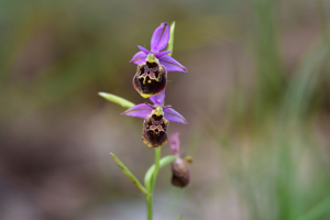 Ophrys vetula © Dominique Vincent - Parc national des Ecrins
