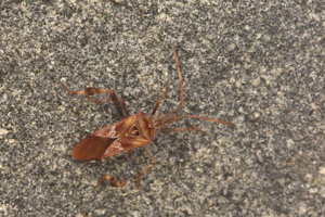Leptoglossus occidentalis © Marc Corail - Parc national des Ecrins