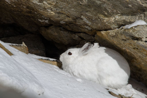 Lièvre variable © Mireille Coulon - Parc national des Erins
