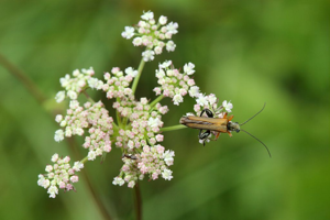 Oedemera femorata © Marc Corail - Parc national des Ecrins