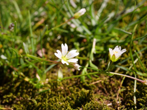 Céraiste faux céraiste © Marie-Geneviève Nicolas - Parc national des Ecrins
