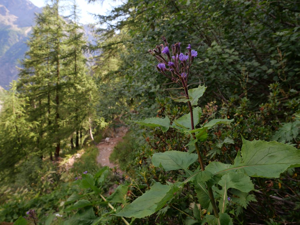 Mulgédie des Alpes © Marie-Geneviève Nicolas - Parc national des Ecrins