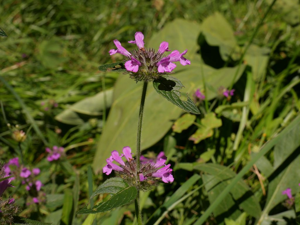 Sariette commune © Marie-Geneviève Nicolas - Parc national des Ecrins
