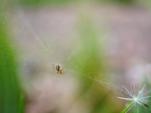 Mangore petite-bouteille © Marie-Geneviève Nicolas - Parc national des Ecrins
