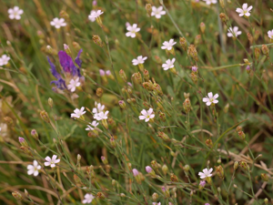 Petrorhagia saxifraga © Marie-Geneviève Nicolas - Parc national des Ecrins