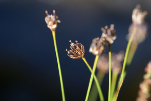 Jonc à trois glumes - fructification © Cédric Dentant - Parc national des Ecrins
