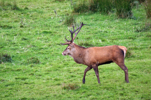 Cerf © Jean-Philippe Telmon - Parc national des Ecrins