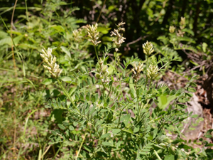 Astragale pois-chiche © Marie-Geneviève Nicolas - Parc national des Ecrins