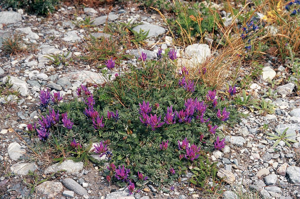 Astragale esparcette © Bernard Nicollet - Parc national des Ecrins