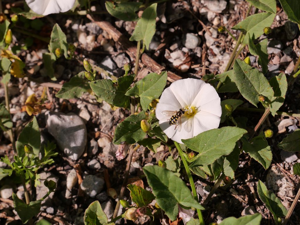 Liseron des champs butiné par un syrphe © Marie-Geneviève Nicolas - Parc national des Ecrins