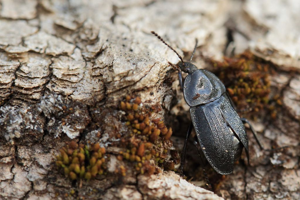 Phosphuga atrata © Marc Corail - Parc national des Ecrins