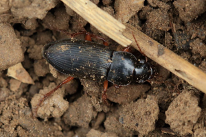 Pseudoophonus rufipes © Marc Corail - Parc national des Ecrins