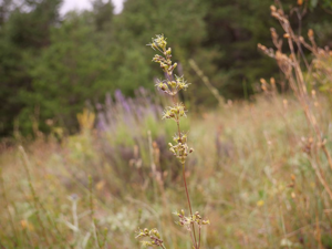 Silène cure-oreille © Marie-Geneviève Nicolas - Parc national des Ecrins