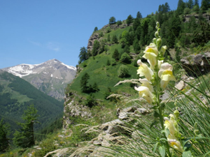 Muflier © Marie-Geneviève Nicolas - Parc national des Ecrins