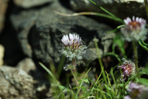 Vergerette négligée © Cédric Dentant - Parc national des Ecrins