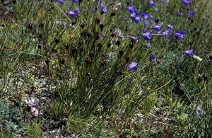 Jonc de Jacquin © Bernard Nicollet - Parc national des Ecrins