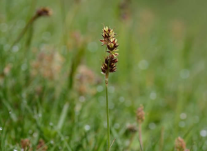 Luzule champêtre © Bernard Nicollet - Parc national des Ecrins