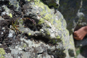 Luzule en épis © Cédric Dentant - Parc national des Ecrins