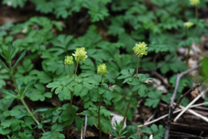 Moschatelline © Bernard Nicollet - Parc national des Ecrins