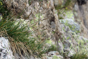 Laîche frangée © Cédric Dentant - Parc national des Ecrins