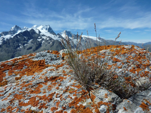 Pâturin vert glauque © Cyril Coursier - Parc national des Ecrins