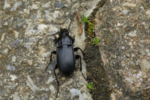 Abax parallelepipedus © Marc Corail - Parc national des Ecrins