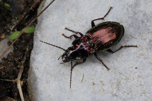 Pterostichus burmeisteri © Marc Corail - Parc national des Ecrins
