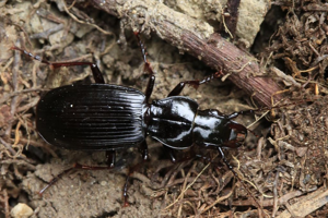 Pterostichus funestes © Marc Corail - Parc national des Ecrins