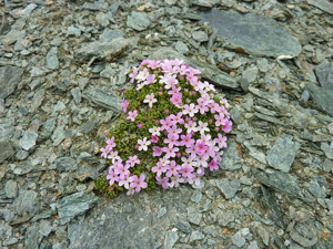 Androsace des Alpes © Cyril Coursier - Parc national des Ecrins