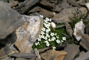 Androsace pubescente © Cédric Dentant - Parc national des Ecrins