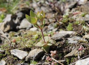 Grande androsace © Thierry Maillet - Parc national des Ecrins