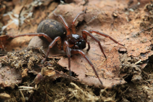 Coelotes sp. © Marc Corail - Parc national des Ecrins