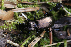Pterostichus externepunctatus © Marc Corail - Parc national des Ecrins