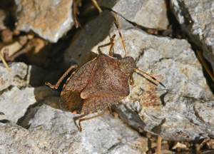 Peribalus strictus vernalis © Jean Raillot - GRENHA