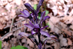 Limodore avorté © Mireille Coulon - Parc national des Ecrins
