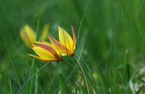 Tulipe des Alpes © Bernard Nicollet - Parc national des Ecrins