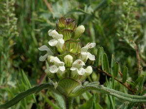 Brunelle laciniée © Marie-Geneviève Nicolas - Parc national des Ecrins