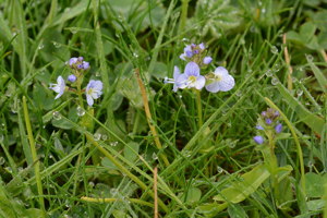 Véronique à feuilles de Serpolet © Bernard Nicollet - Parc national des Ecrins