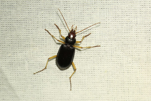 Nebria picicornis © Marc Corail - Parc national des Ecrins
