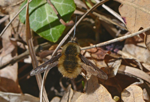Grand bombyle © Jean Raillot - GRENHA