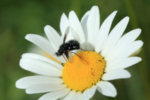 Bombylella atra © Marc Corail - Parc national des Ecrins